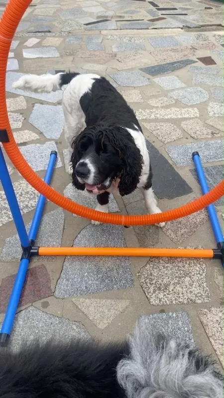 Cocker spaniel a passar por um arco de agility no pátio