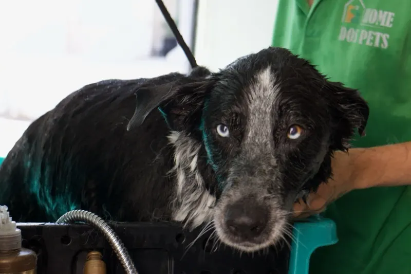 Cão a tomar banho na banheira dentro da carrinha da Home dos Pets