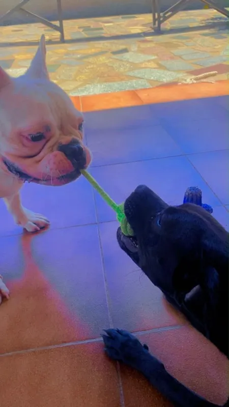Bulldog francês e cão preto a disputar um brinquedo na varanda