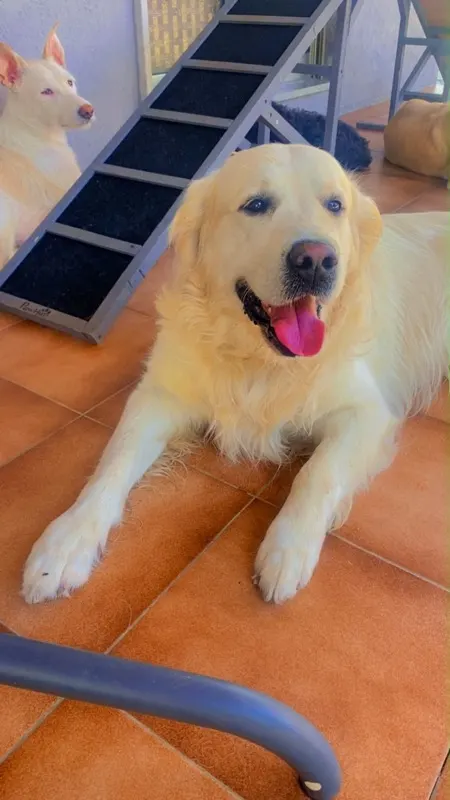 Golden retriever deitado no chão da sala, dentro de casa