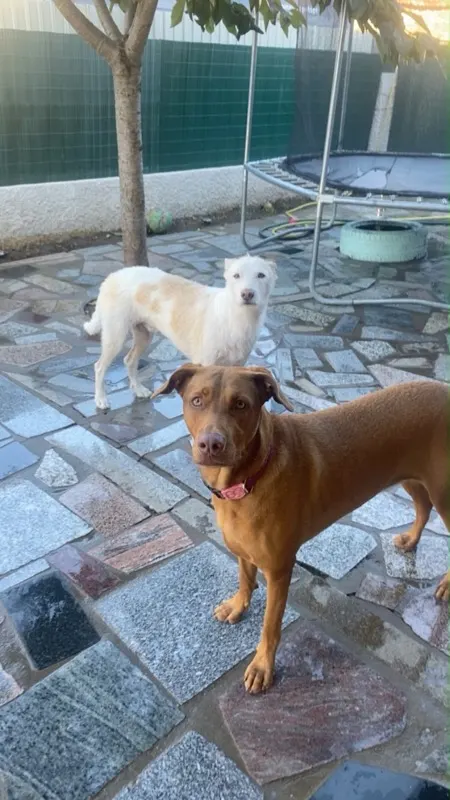 Dois cães no jardim vedado da Home dos Pets, junto à piscina