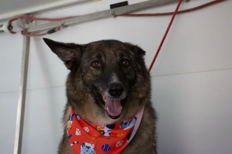 Cão de pelo longo com lenço colorido, dentro da carrinha, depois do banho